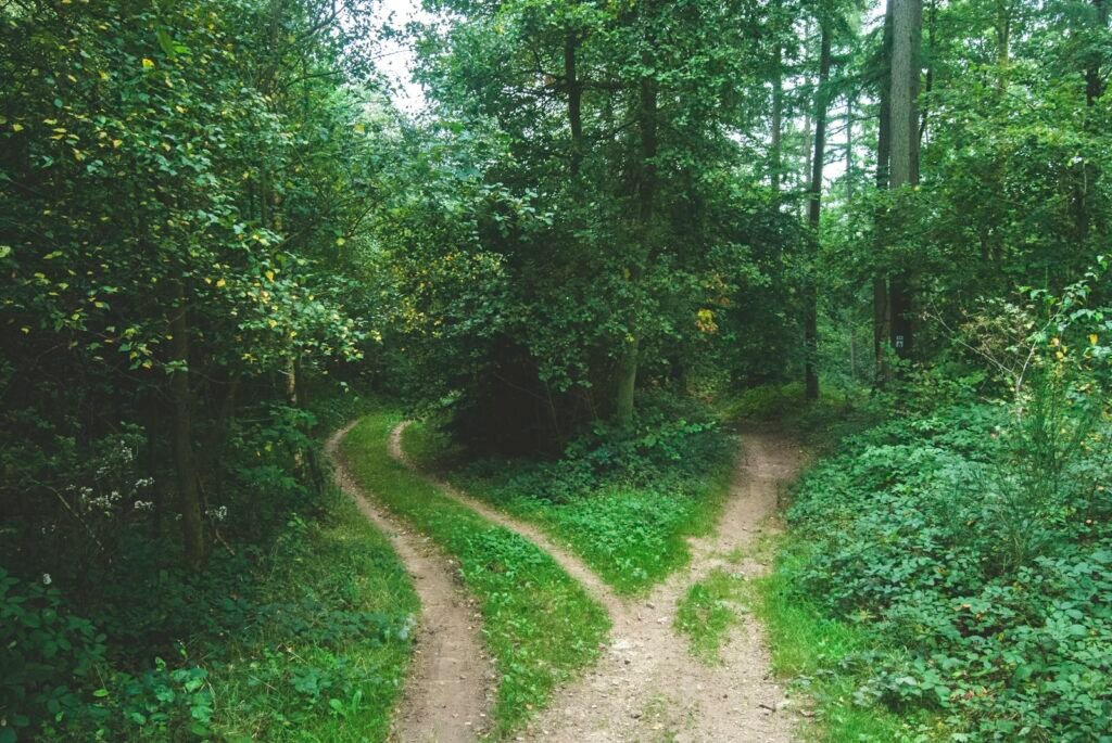 Two roads splitting between tall trees, representing the choice between the EB-1A green card and the EB-2 NIW